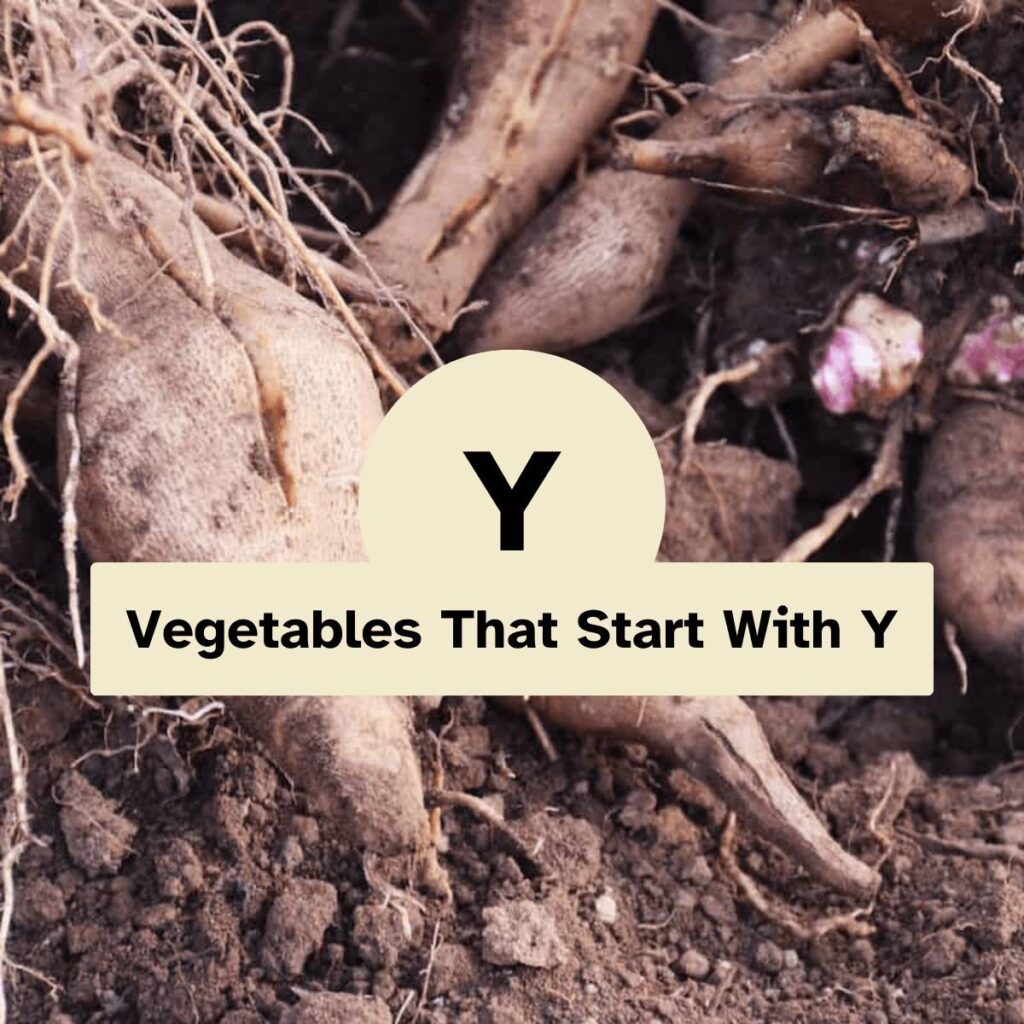 Vegetables That Start With Y
